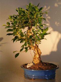 Ficus Retusa Golden Coin Bonsai Tree    Curved Trunk - Extra Large   (ficus retusa) - Bonsaiworldllc