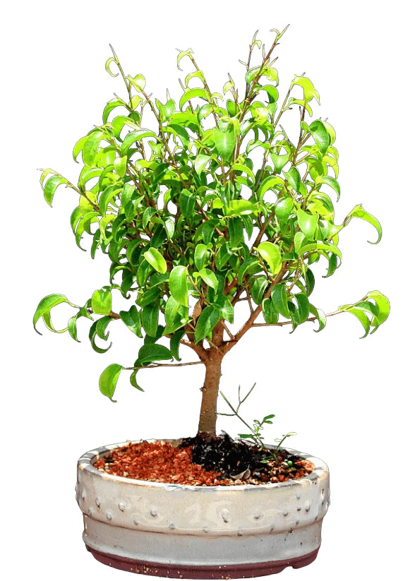 Ficus Too Little Bonsai Tree 6yrs Old - Bonsaiworldllc