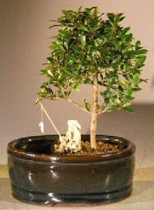 Flowering Brush Cherry Bonsai Tree  Land/Water Pot - Small   (eugenia myrtifolia) - Bonsaiworldllc