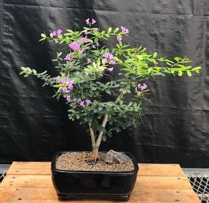 Flowering Desmodium Bonsai Tree   (Desmodium Unifoliatium) - Bonsaiworldllc