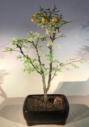 Flowering Dwarf Sweet Acacia Bonsai Tree   (acacia farnesiana) - Bonsaiworldllc