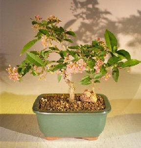 Flowering Dwarf Weeping Barbados Cherry Bonsai Tree - Medium  (Malpighia Pendiculata) - Bonsaiworldllc