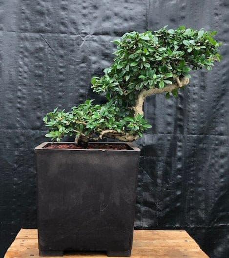 Flowering Fukien Tea Bonsai Tree Semi Cascade Style (ehretia microphylla) - Bonsaiworldllc