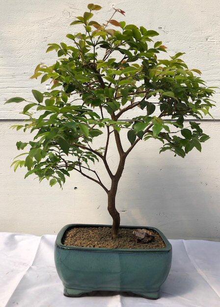 Flowering Jaboticaba Bonsai Tree - Medium   (eugenia caulifora) - Bonsaiworldllc