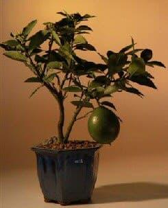 Flowering Lemon Bonsai Tree   (meyer lemon) - Bonsaiworldllc