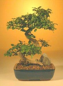 Flowering Ligustrum Bonsai Tree - Large Curved Trunk Style   (ligustrum lucidum) - Bonsaiworldllc