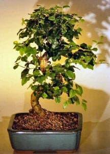 Flowering Ligustrum Bonsai Tree with Curved Trunk-Medium  (ligustrum lucidum) - Bonsaiworldllc