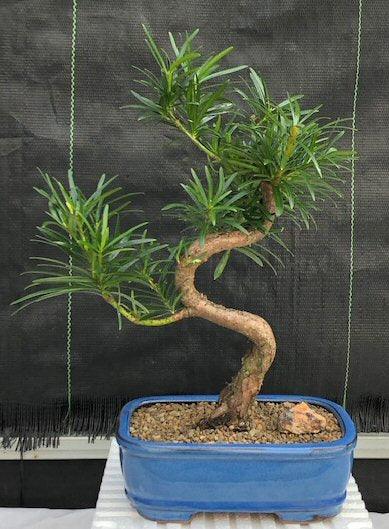 Flowering Podocarpus Bonsai Tree "curved" - Medium  (podocarpus macrophyllus) - Bonsaiworldllc