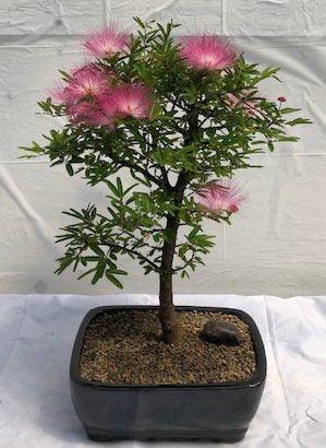 Flowering Powder Puff Bonsai Tree - Large   (Calliandra Haematocephala) - Bonsaiworldllc