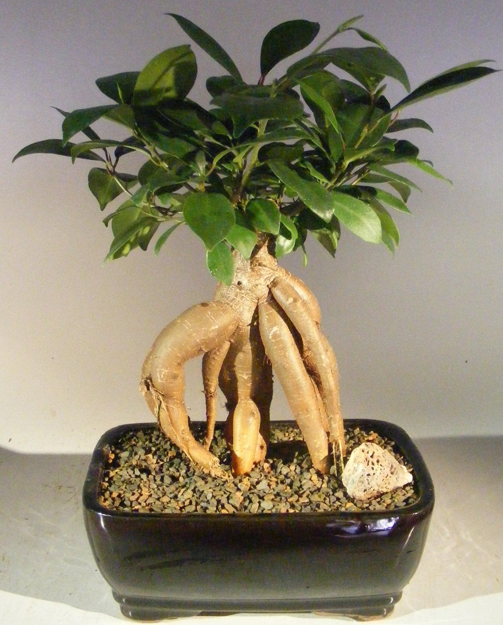Ginseng Ficus Bonsai Tree - Medium   (Ficus Retusa) - Bonsaiworldllc