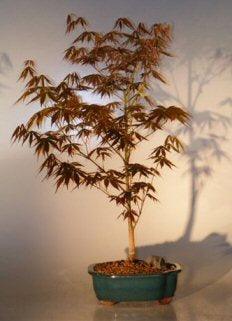 Japanese Red Maple Bonsai Tree - Large  (acer palmatum "atropurpureum") - Bonsaiworldllc