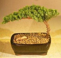 Juniper Bonsai Tree  Complete Starter Kit - Bonsaiworldllc