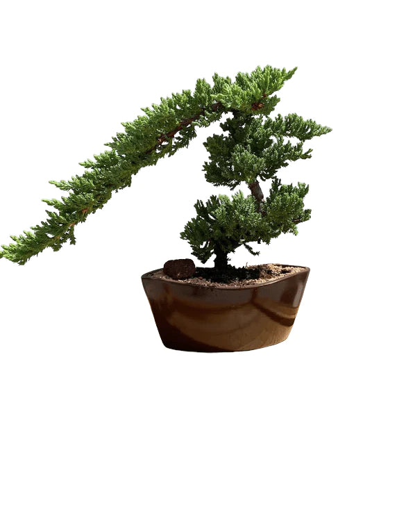 Juniper bonsai tree for beginner bonsai lovers - Bonsaiworldllc