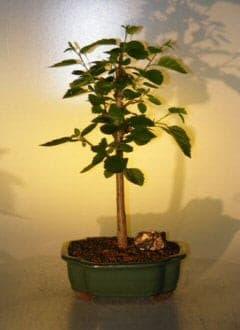 Paper  Birch Bonsai Tree  (betula papyrifera) - Bonsaiworldllc