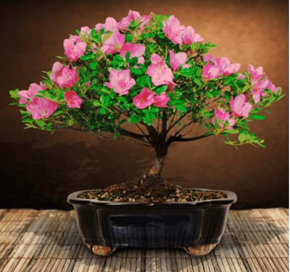 Pink flowering Medium azalea bonsai tree - Bonsaiworldllc