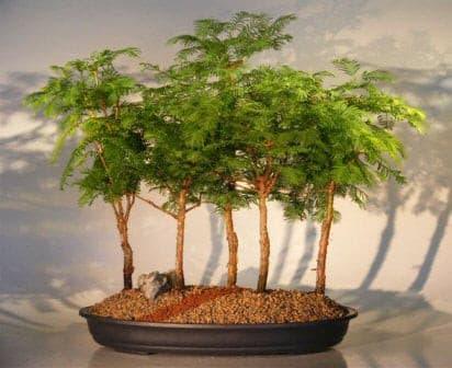Redwood Bonsai Tree - 5 (Five) Tree Forest Group   (metasequoia glyptostroboides) - Bonsaiworldllc