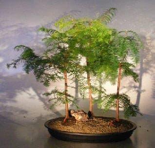 Redwood Bonsai Tree  Three (3) Tree Forest Group - Large   (metasequoia glyptostroboides) - Bonsaiworldllc