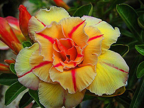 RED AND YELLOW DESERT ROSE SEEDS IMPORTED (TONAKE)