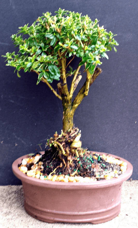 Varigated Serissa Flowering Aerial Roots bonsai tree - Bonsaiworldllc