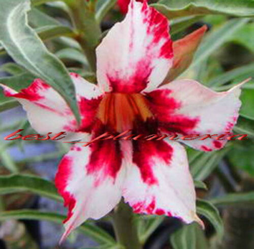 WAWMAN RED HINTS OF WHITE. DESERT ROSE SEEDS (5)