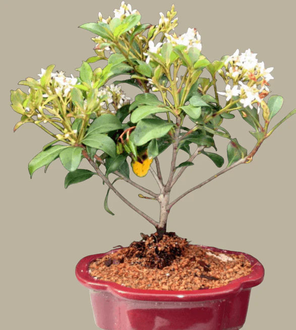 White flowering Hawthorne bonsai - Bonsaiworldllc